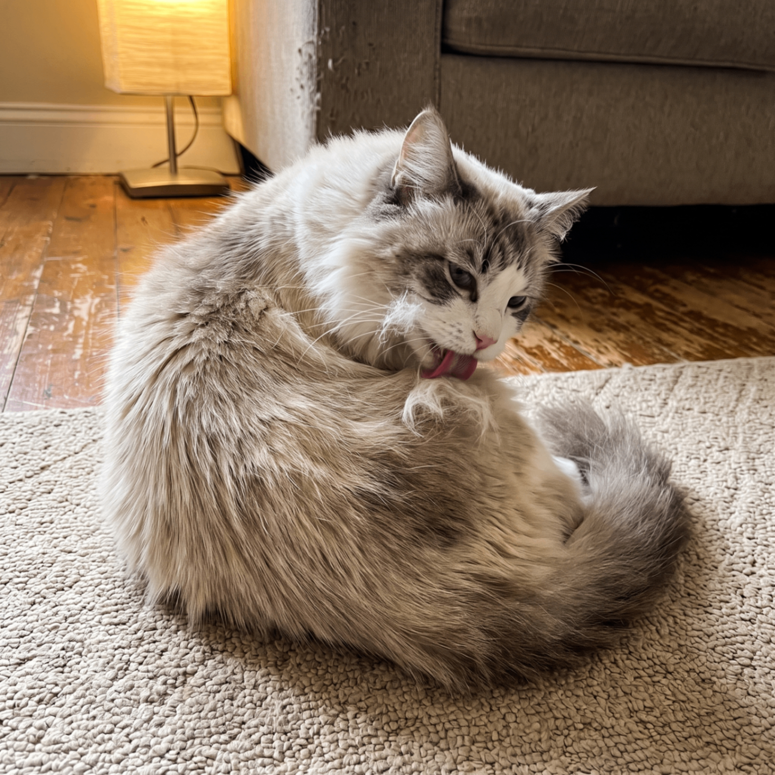 Long-haired cat licking its paw mid self-grooming